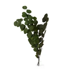 GRANIT Bukett Eucalyptus Populus Preserverad 70cm Grön- Torkade & Preserverade Växter
