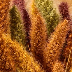 GRANIT Bukett Setaria 70cm Mix- Torkade & Preserverade Växter