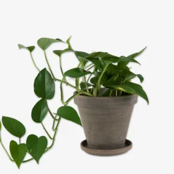 GRANIT Kruka Terrakotta 18cm Grå- Växt- & Odlingstillbehör|Krukor